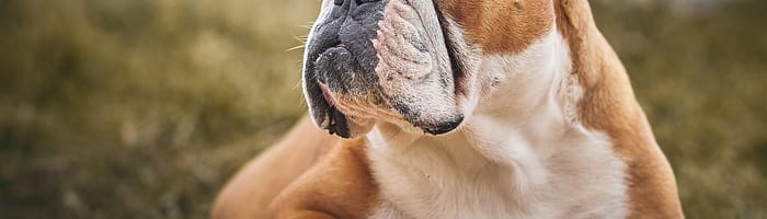 annuities:-your-forever-treat-bowl-in-retirement-